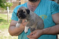 Banaz Kangal from Czech Heart