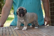 Banaz Kangal from Czech Heart