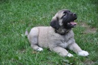 Artemis Kangal From Czech Heart - Sold in Czech Republic