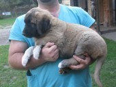 Anakin Kangal From Czech Heart - Sold in Czech Republic