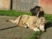 Akaban Kangal From Czech Heart - Sold in Czech Republic