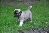 Aisha Kangal From Czech Heart - Sold in Poland