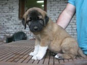 Attatürk Kangal From Czech Heart - Sold in Switzerland