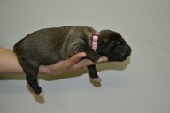 Štěně 2 růžová fenka,  Puppy 2 pink female