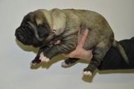 Štěně 2 růžová fenka,  Puppy 2 pink female