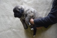 Štěně 2 růžová fenka,  Puppy 2 pink female