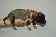 Štěně 5 oranžová fenka,  Puppy 5 orange female