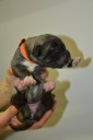 Štěně 5 oranžová fenka,  Puppy 5 orange female