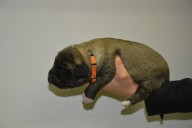 Štěně 5 oranžová fenka,  Puppy 5 orange female