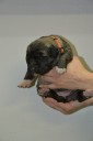 Štěně 5 oranžová fenka,  Puppy 5 orange female
