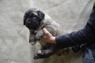 Štěně 6 béžová fenka,  Puppy 6 beige female